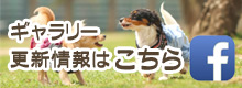 Dog＆Cafe Noir（ノアール）｜三重県志摩市・フェイスブックリンク